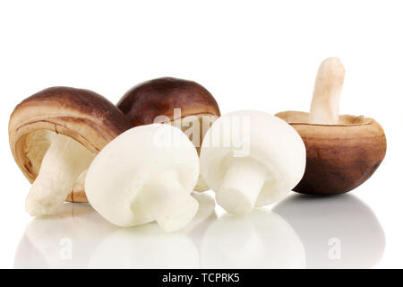 Les champignons frais isolated on white Banque D'Images