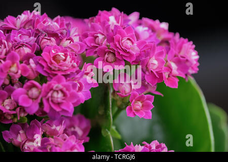 Couleur macro photo de fleur Kalanchoe blossfeldiana rose Banque D'Images