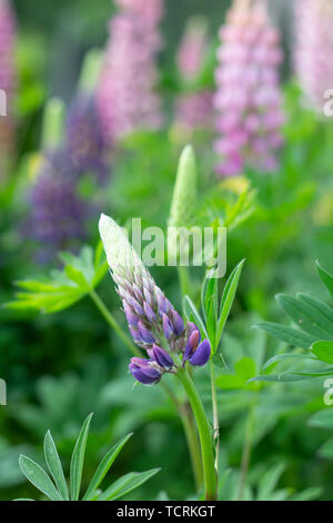 fleur de lupin à proximité dans le jardin Banque D'Images