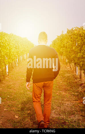 Silhouette d'un jeune homme de derrière dans les rangées de vignes capturé dans l'orange du soleil. L'homme est de s'éloigner. Coucher du soleil la lumière. Concept abstrait, image métaphorique. Banque D'Images