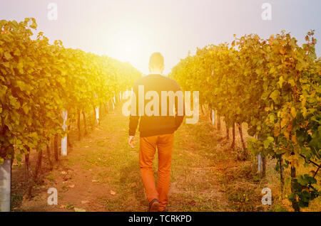 Silhouette d'un jeune homme, bien habillé, marchant dans les rangées de vignes dans la lumière du soleil. Coucher du soleil la lumière. Concept abstrait, image métaphorique. Banque D'Images