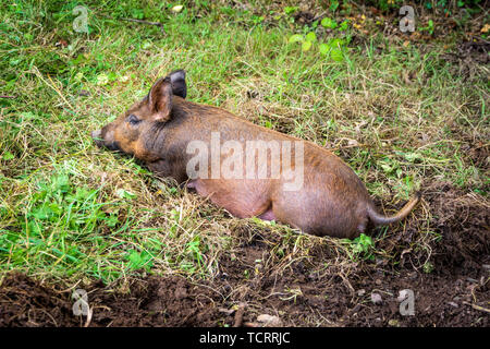 Cochon brun couché sur l'herbe verte. Les porcs Tamworth est une race du patrimoine ayant des origines en Irlande. Connu sous le nom de Irish grazers ou porcs Grizzly Banque D'Images