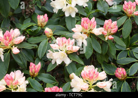 Rhododendron 'Golden Torch' fleurs. Banque D'Images