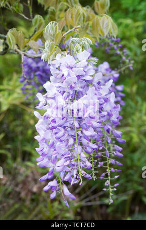 Wisteria sinensis 'Prolific' fleur. Banque D'Images