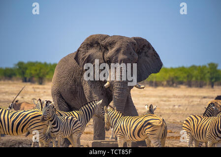 L'éléphant en colère entouré de zèbres dans le parc national d'Etosha, Namibie Banque D'Images