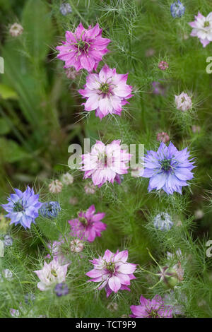 Nigella damascena persan 'Bijoux' fleurs. L'amour dans la brume. Banque D'Images