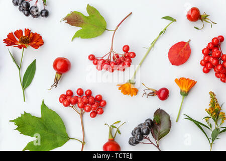 Composition florale d'automne. Petits fruits Plantes viburnum, Rowan, dogrose, fleurs, feuilles colorées sur fond blanc. Les plantes naturelles d'automne fond d'écologie concept. Mise à plat, vue du dessus, copy space Banque D'Images