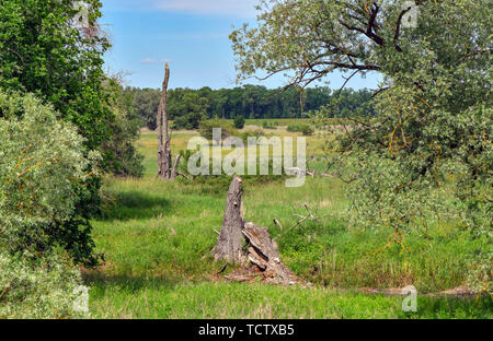 Reitwein, Allemagne. 09Th Juin, 2019. Vue sur le paysage dans l'Oder foothills, c'est la zone comprise entre la digue et la frontière germano-polonaise Oder. Crédit : Patrick Pleul/dpa-Zentralbild/ZB/dpa/Alamy Live News Banque D'Images