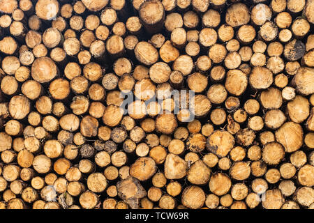 Une vue sur l'avant d'un tas d'arbres fraîchement coupé des branches à rayures et préparé pour le sawmill​ partie de l'industrie forestière en Irlande. Banque D'Images