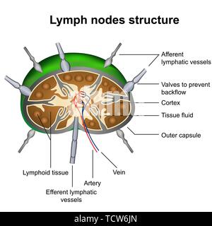 Structure des ganglions medical vector illustration infographie sur fond blanc Illustration de Vecteur