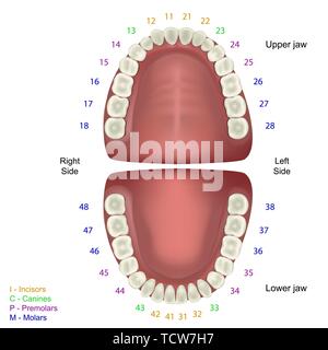 L'anatomie des dents vecteur illustration médicale sur fond blanc avec chiffres infographie dent fdi Illustration de Vecteur