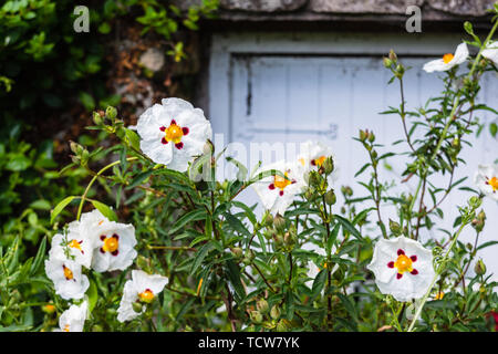 Le blanc, jaune et rouge fleurs de gomme ciste Cistus ladanifer communément connu sous le nom de laudanum, labdanum ciste gomme commune, et brown-eyed ciste ladanifère Banque D'Images