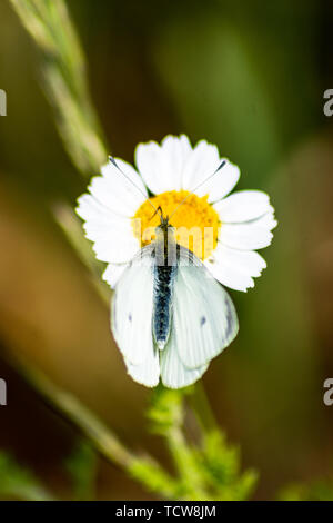 Un petit papillon blanc Pieris rapae avec ses ailes partiellement ouvert à partir de l'alimentation une grande fleur daisy sur wasteland Banque D'Images