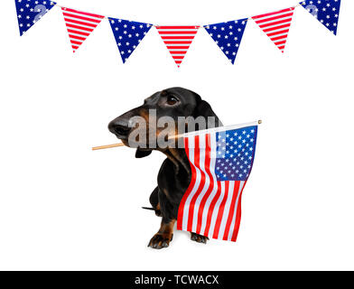 Chien teckel saucisse qui agitait un drapeau d'usa et de la victoire ou de la paix le jour de l'indépendance des doigts 4 juillet avec des lunettes Banque D'Images