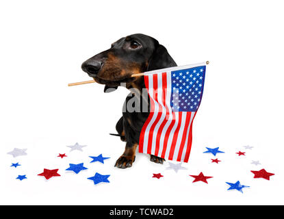 Chien teckel saucisse qui agitait un drapeau d'usa et de la victoire ou de la paix le jour de l'indépendance des doigts 4 juillet avec des lunettes Banque D'Images