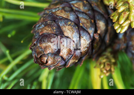 Cône avec écrou de Pierre japonais pin (Pinus pumila). Naturel Gros plan floral background, esprit de Noël. Banque D'Images