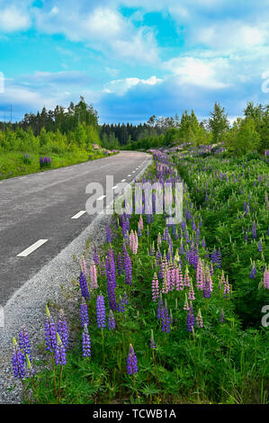 Lupin fleurs près d'une route en juin 2019 Suède Värmland Banque D'Images