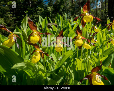 Cypripedium calceolus sauvages (yellow Lady's Slipper) Banque D'Images