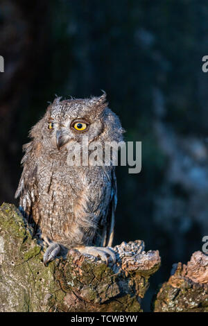 Portrait de l'otus scops debout dans un arbre creux et à la recherche sur le côté. Banque D'Images