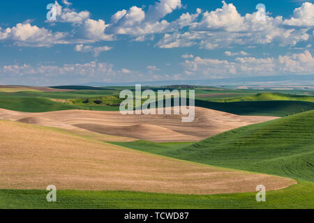 Des collines et des champs de céréales, la Palouse Washington, USA, Banque D'Images