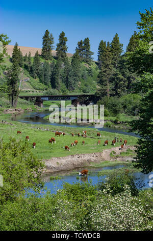Un troupeau de bétail à côté d'un ruisseau dans une vallée près du village de pâturage Palouse, Washington, USA. Banque D'Images