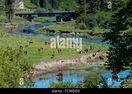 Un troupeau de bétail à côté d'un ruisseau dans une vallée près du village de pâturage Palouse, Washington, USA. Banque D'Images