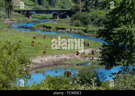 Un troupeau de bétail à côté d'un ruisseau dans une vallée près du village de pâturage Palouse, Washington, USA. Banque D'Images