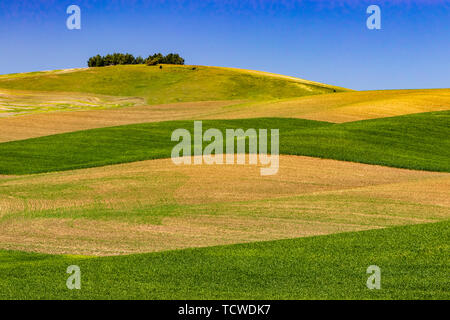 Des collines et des champs de céréales, la Palouse Washington, USA, Banque D'Images