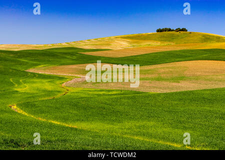 Des collines et des champs de céréales, la Palouse Washington, USA, Banque D'Images