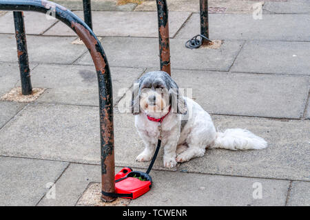 Chien attaché à l'extérieur de l'atelier en attente de son propriétaire pour revenir. Banque D'Images