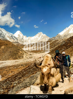 Dingboche, Népal - 31 Oct 2018 : les porteurs et le Yak sur le sentier jusqu'à Dingboche et sur la façon de Camp de base de l'Everest au Népal. Banque D'Images