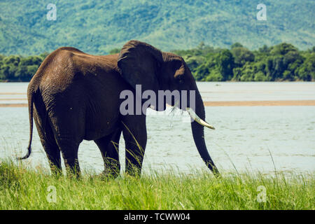 L'Afrique, Zimbabwe, manaturals, les parcs nationaux, les animaux, les éléphants, les bébés éléphants, troupeaux d'éléphants, nature, primitifs, des zones protégées Banque D'Images