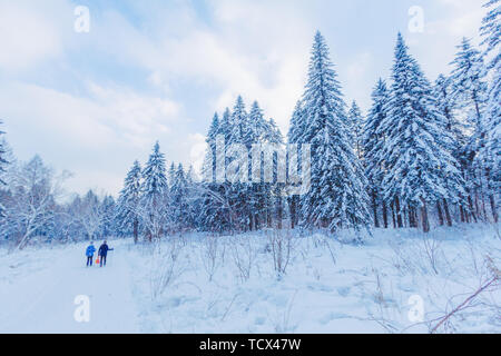 La randonnée de montagne, l'herbe de moutons dans le monde de la neige Banque D'Images