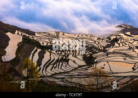 La montagne Yilao terrasses à Yuanyang, Yunnan le 13 mars 2019 sont le moment de l'irrigation et de champs. La mer de nuages de vapeur sur l'arbre le lever du soleil, le coucher de soleil paysage de la bouche de l'aigle est encore plus charmant, et l'amour Le printemps et bleu terrasses entourent le village. Ces sont à couper le souffle pour les touristes. Banque D'Images