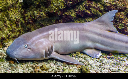 Brown banded requin bambou en gros plan, poissons tropicaux de l'océan indo-pacifique Banque D'Images