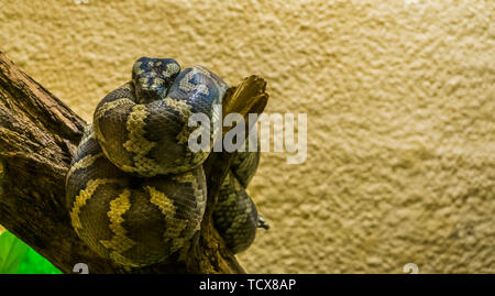 Portrait d'un python tapis nord-ouest ou enroulé sur une branche d'arbre, reptile tropical de l'Australie Banque D'Images