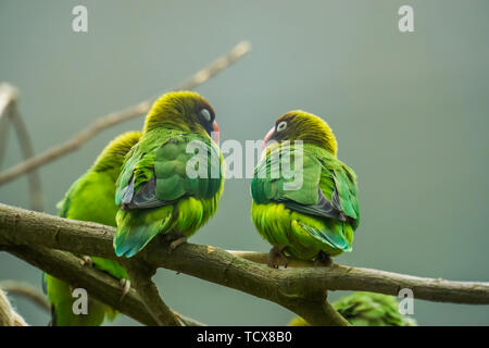 Couple d'inséparables à joues noires assis sur une branche, oiseaux tropicaux à partir de la Zambie, Afrique Banque D'Images