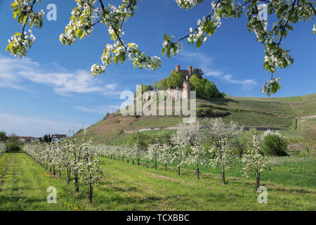 Château d'Ortenberg au printemps, Offenburg, Forêt Noire, Bade-Wurtemberg, Allemagne, Europe Banque D'Images