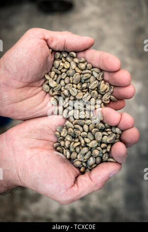Les grains de café, la Colombie, l'Amérique du Sud Banque D'Images