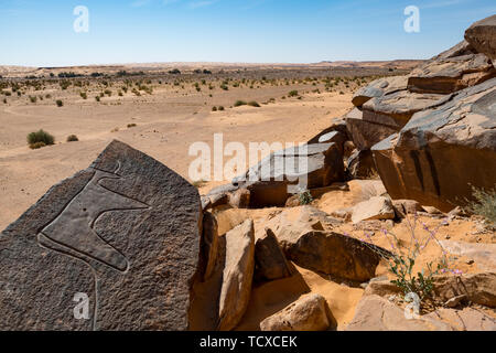 Sculptures rupestres préhistoriques près de l'Oasis de Taghit, ouest de l'Algérie, l'Afrique du Nord, Afrique Banque D'Images