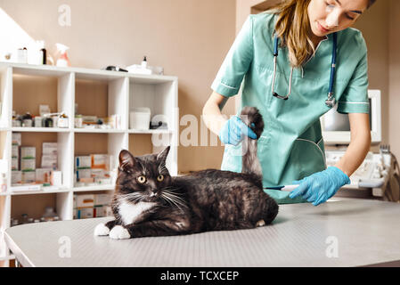 Procédure désagréable. Jeune femme vétérinaire en uniforme de travail mesurer la température d'un grand fluffy cat allongé sur la table en médecine vétérinaire clini Banque D'Images