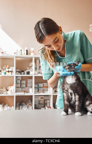 Cute patient. Les jeunes femmes en uniforme de travail vétérinaire vérifie les dents de chat noir assis sur la table en clinique vétérinaire. Concept de soins aux animaux. Medicine Banque D'Images