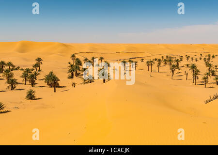 Palmeraie dans le sanddunes, près de Timimoun, dans l'ouest de l'Algérie, l'Afrique du Nord, Afrique Banque D'Images