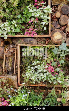 Petit jardin vertical en bois recyclé de planteur boîtes vin Banque D'Images
