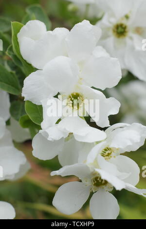 L'Exochorda macrantha '× Bride' pearlbush en fleurs au printemps Banque D'Images