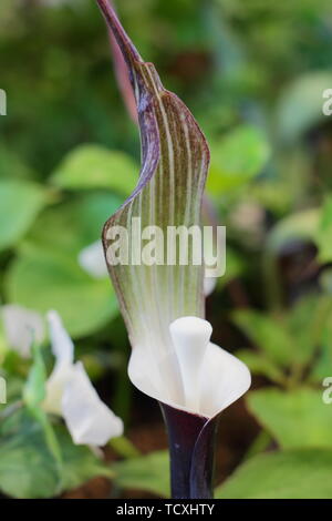 Arisaema sikokianum. Fleur de la Cobra japonais lily au printemps Banque D'Images