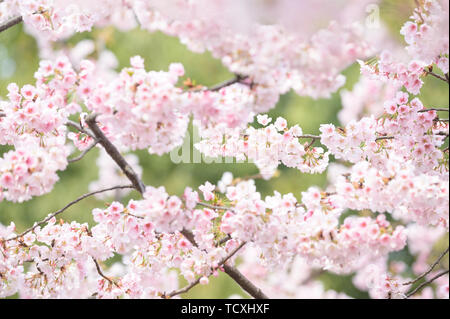 Cherry Blossom - Hejin Sakura Banque D'Images