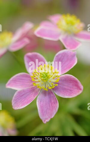 Anemone narcissiflora. Anémone à fleurs de Narcisse - formulaire rose, la floraison en Avril Banque D'Images