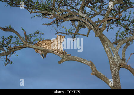 African Leopard (Panthera pardus) couchée en acacia, looking at camera, Masai Mara, Kenya Banque D'Images