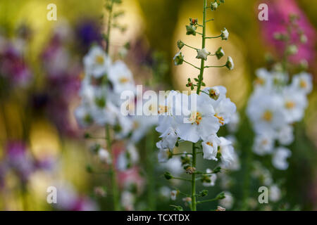 Beau Champ prairie de fleurs sauvages. Gros plan de fleurs sauvages au printemps ou en été. Concept de soins de santé. Domaine rural. Banque D'Images